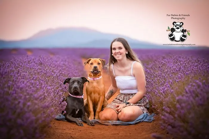 Every January, I Go To Blooming Lavender Fields In Tasmania To Take These Dreamy Photos Of Pets (100 Pics)