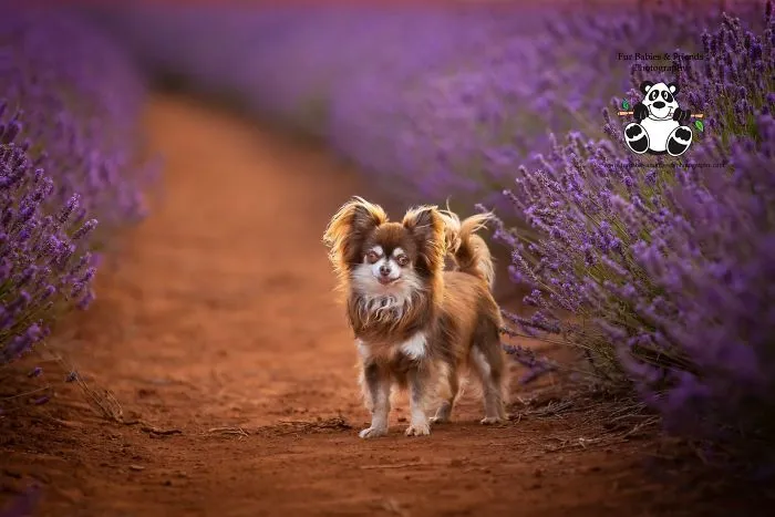 Every January, I Go To Blooming Lavender Fields In Tasmania To Take These Dreamy Photos Of Pets (100 Pics)