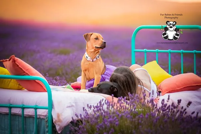 Every January, I Go To Blooming Lavender Fields In Tasmania To Take These Dreamy Photos Of Pets (100 Pics)