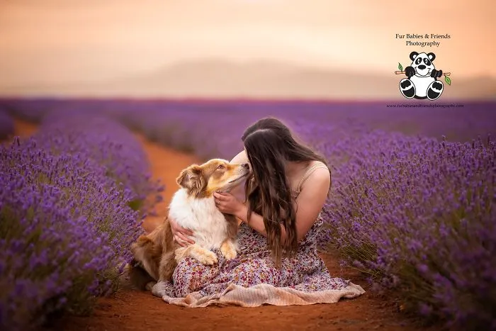 Every January, I Go To Blooming Lavender Fields In Tasmania To Take These Dreamy Photos Of Pets (100 Pics)