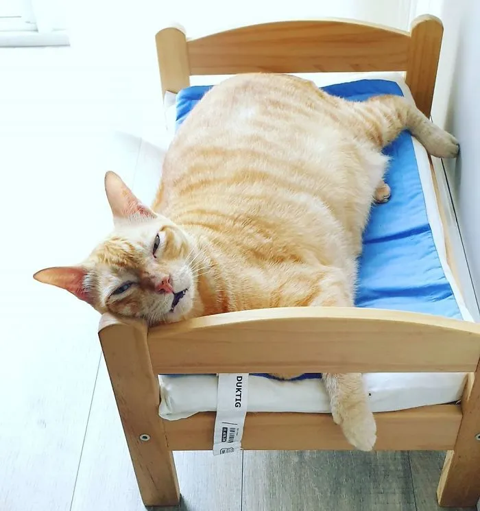 IKEA vende camitas de juguete para las muñecas, y la gente las compra para sus gatos (30 fotos)