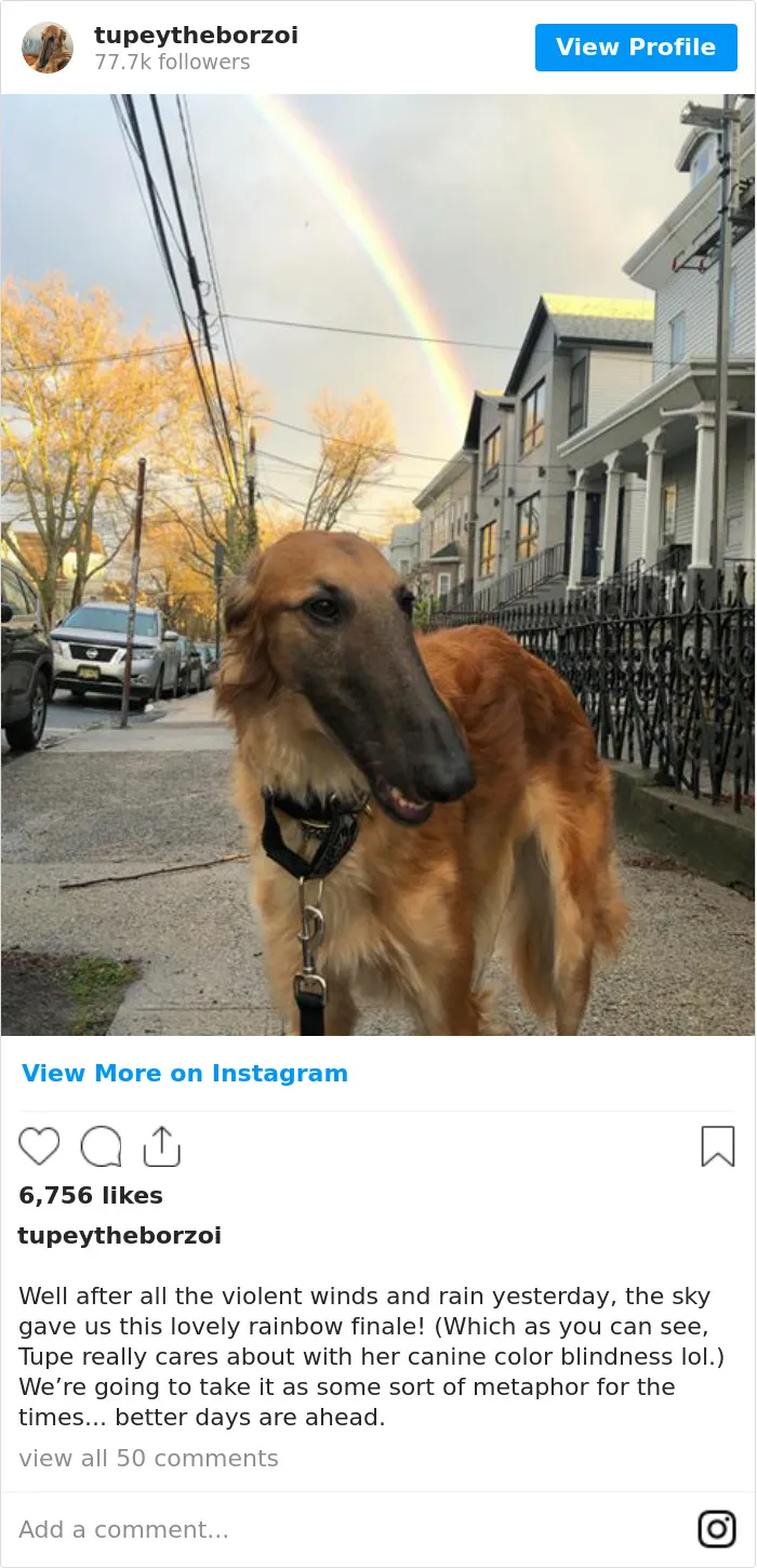 78K People Follow This Borzoi On Instagram For Her Adorably Long Snout