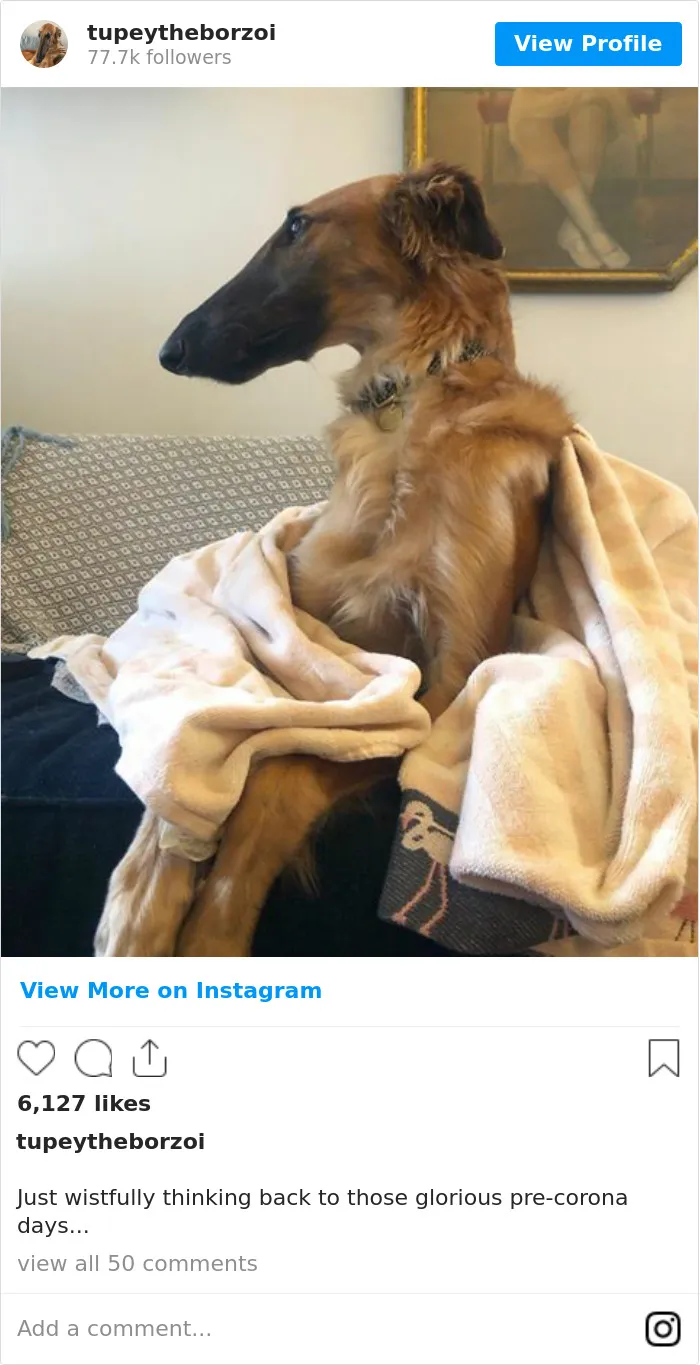 78K People Follow This Borzoi On Instagram For Her Adorably Long Snout