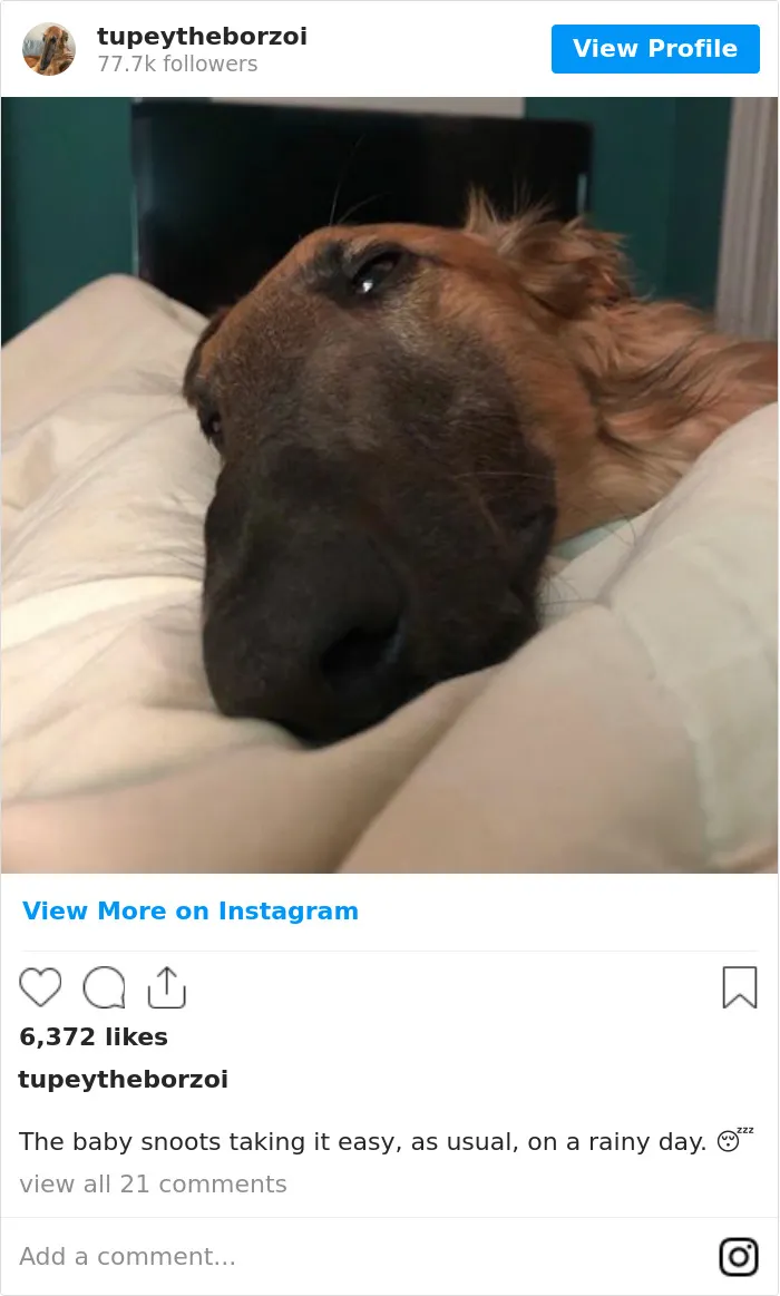 78K People Follow This Borzoi On Instagram For Her Adorably Long Snout