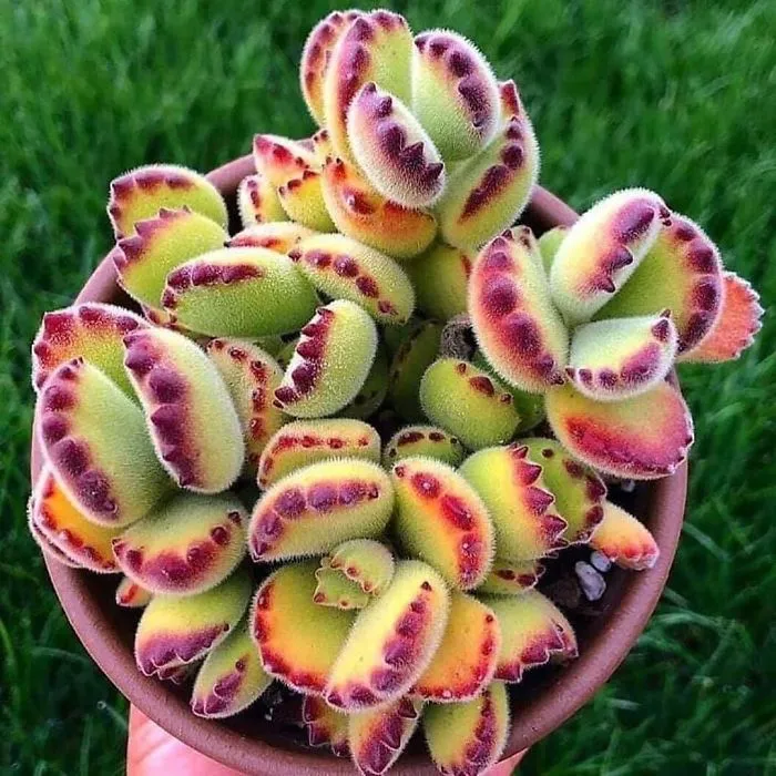 Kalanchoe