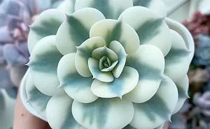 30 Types Of Succulents That Look Like Something Out Of This World