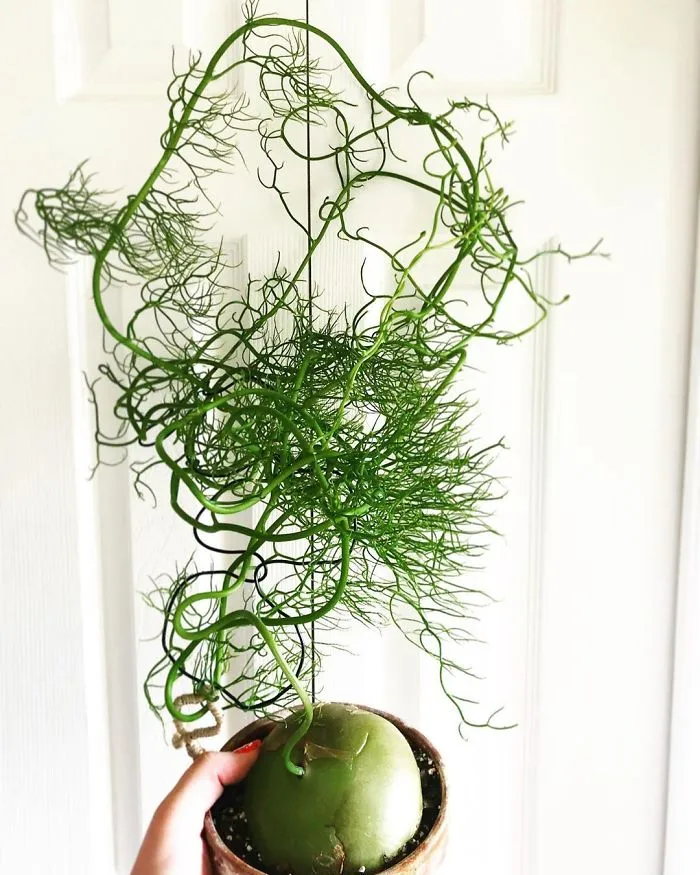 Bowiea Volubulis
