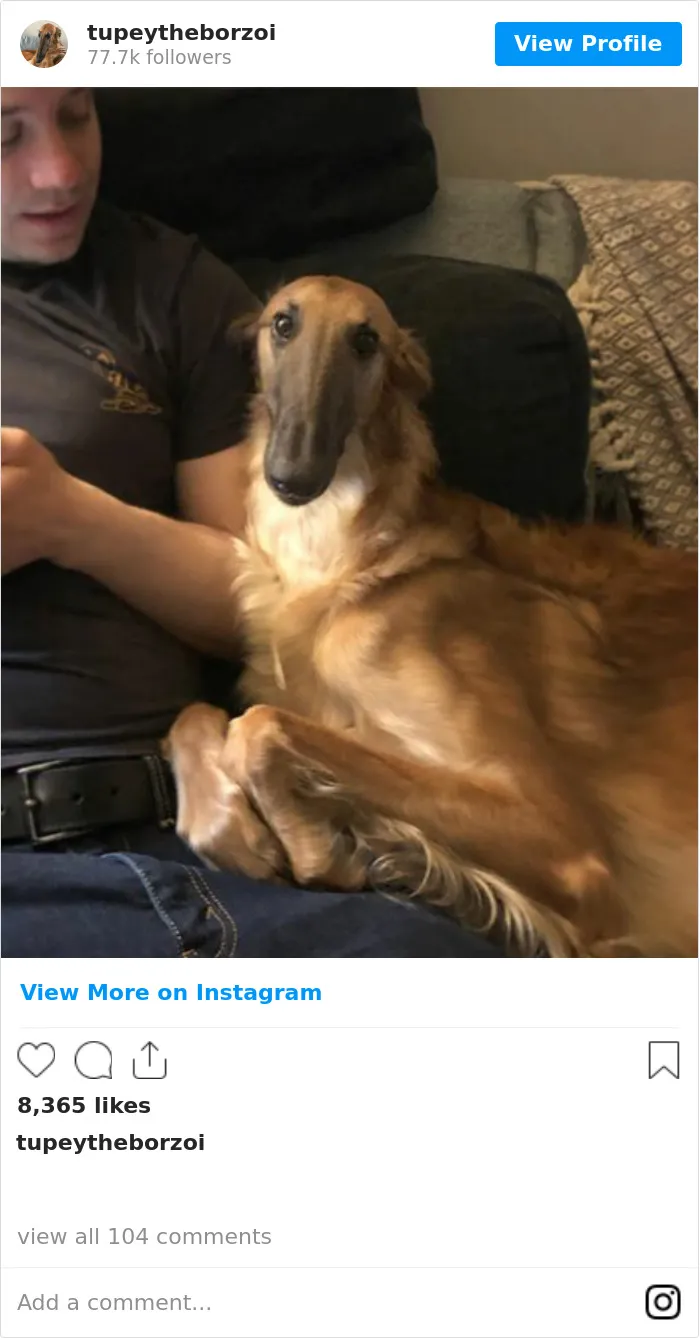 78K People Follow This Borzoi On Instagram For Her Adorably Long Snout