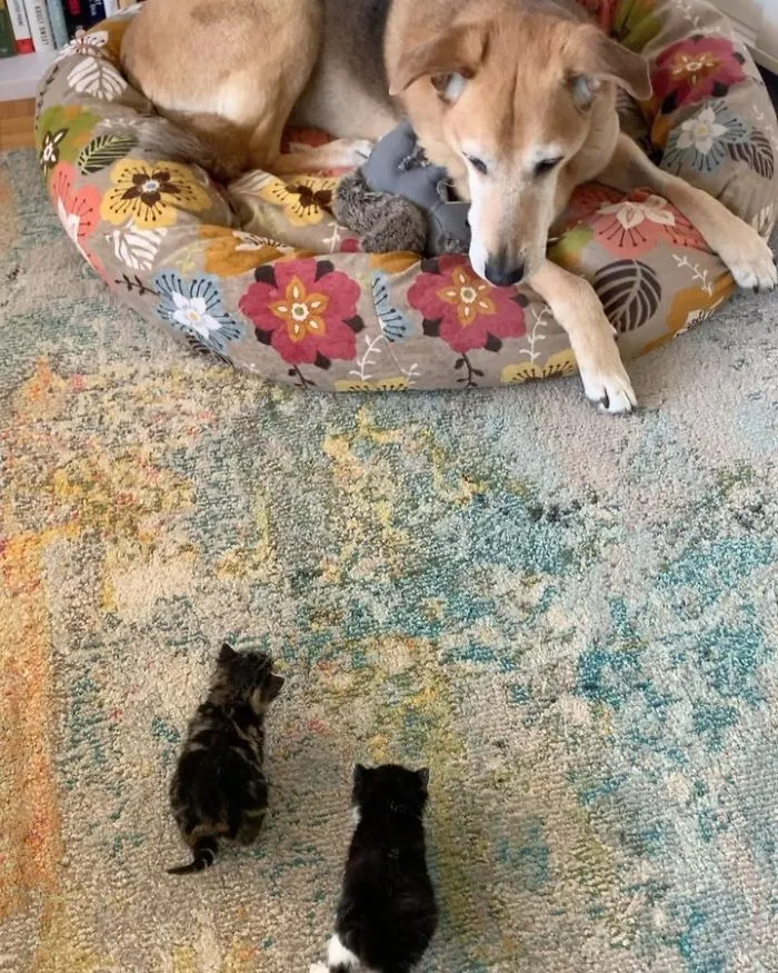 Este perro cuida de los gatitos rescatados en este refugio, y aquí tienes 30 fotos para mostrar su amor infinito