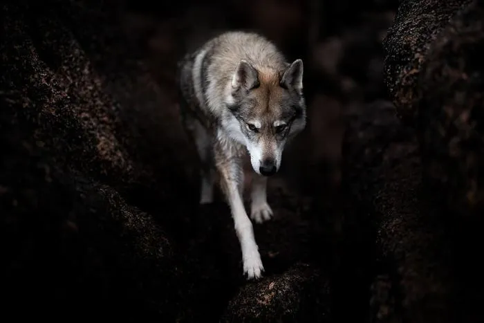 I Combined My Two Favorite Things, Dogs And Nature, To Create These Magical Photos (49 Pics)