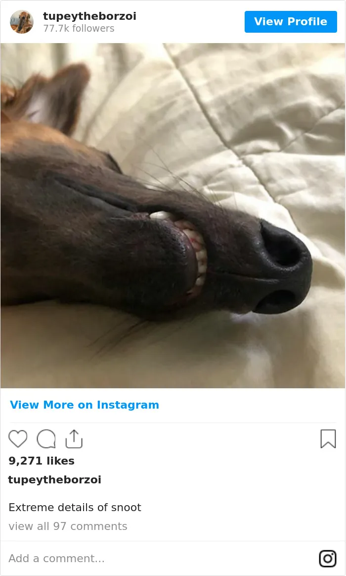 78K People Follow This Borzoi On Instagram For Her Adorably Long Snout