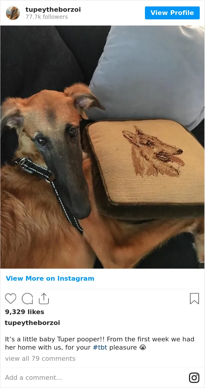 78K People Follow This Borzoi On Instagram For Her Adorably Long Snout