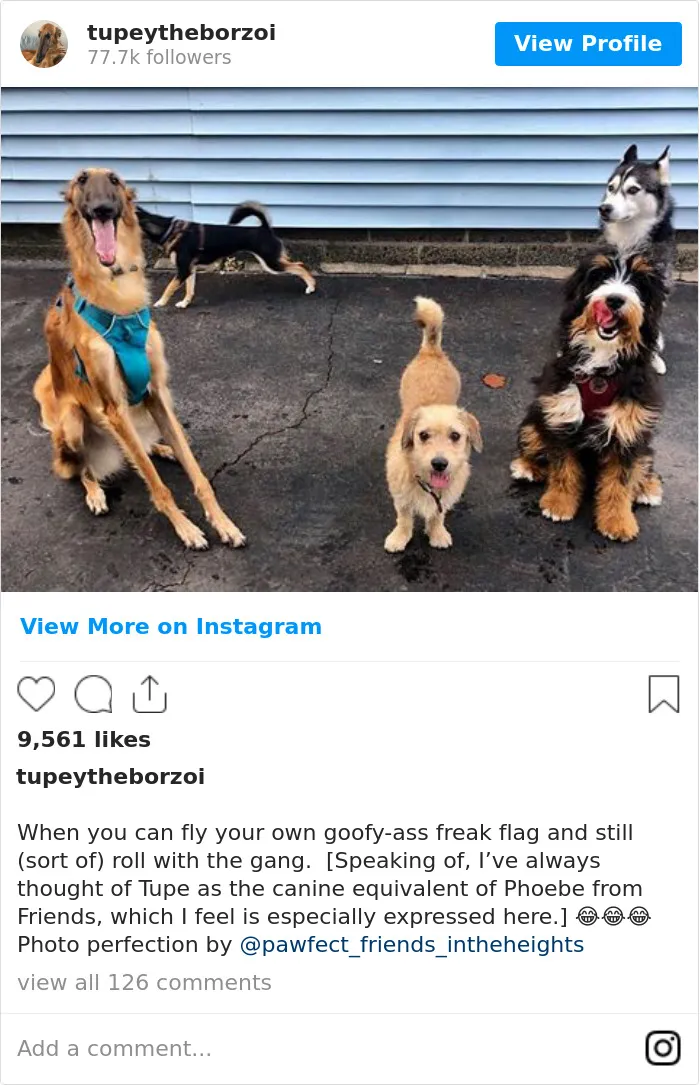 78K People Follow This Borzoi On Instagram For Her Adorably Long Snout