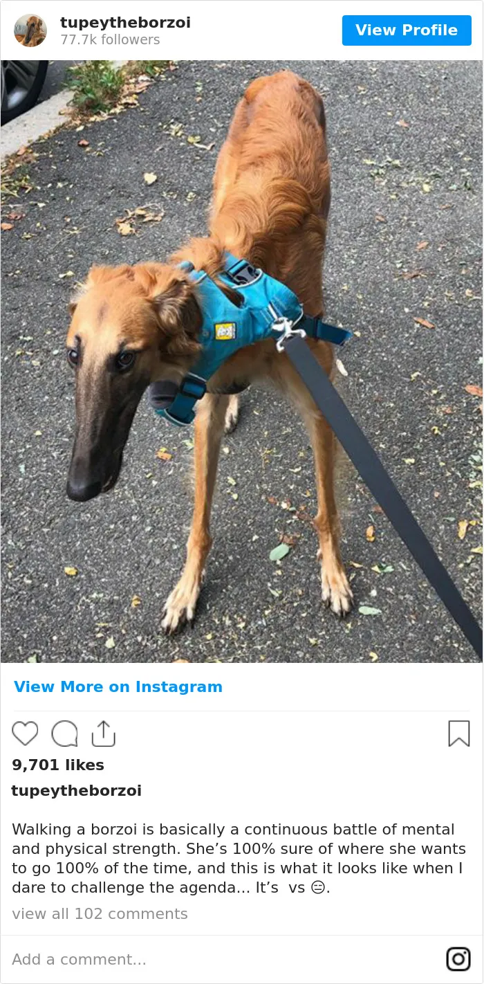 78K People Follow This Borzoi On Instagram For Her Adorably Long Snout