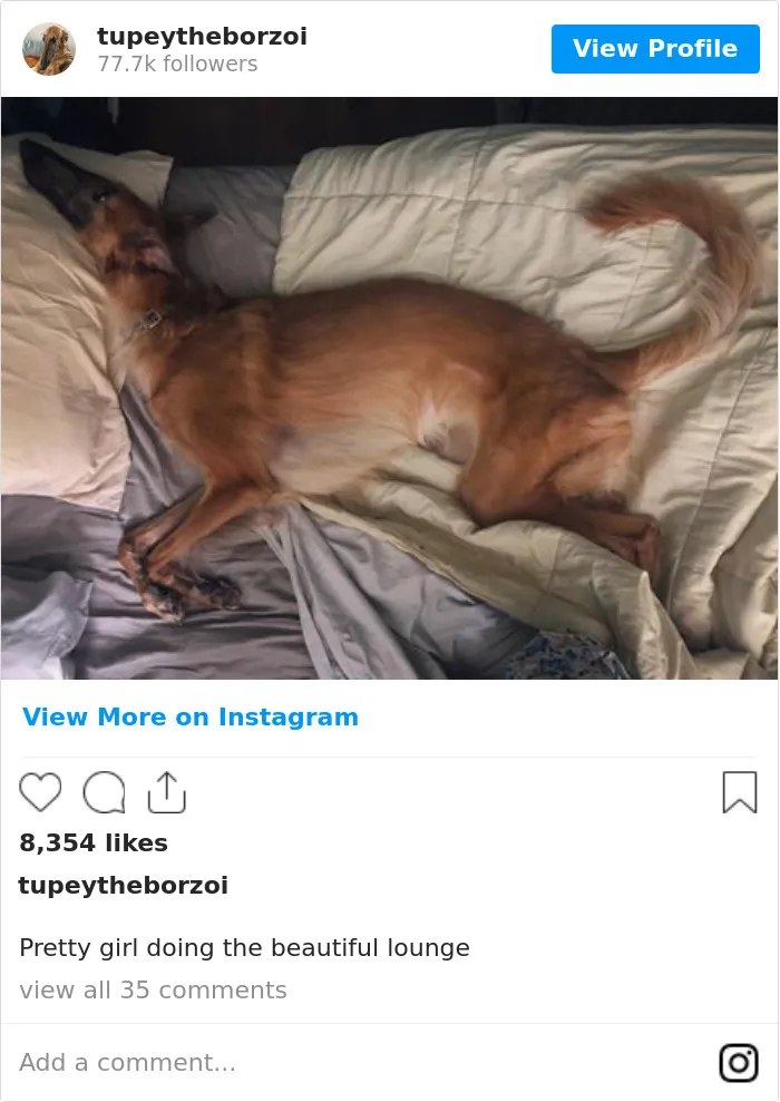 78K People Follow This Borzoi On Instagram For Her Adorably Long Snout