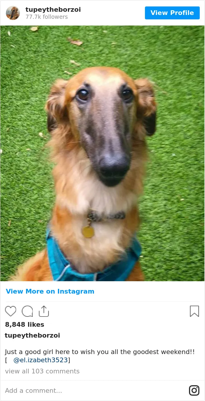 78K People Follow This Borzoi On Instagram For Her Adorably Long Snout