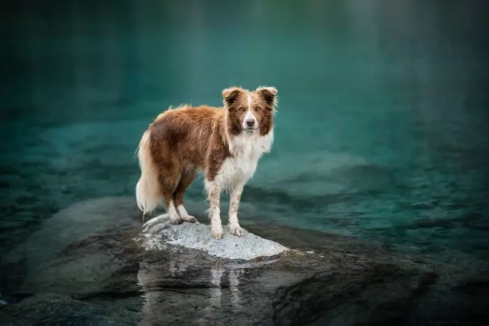 I Combined My Two Favorite Things, Dogs And Nature, To Create These Magical Photos (49 Pics)