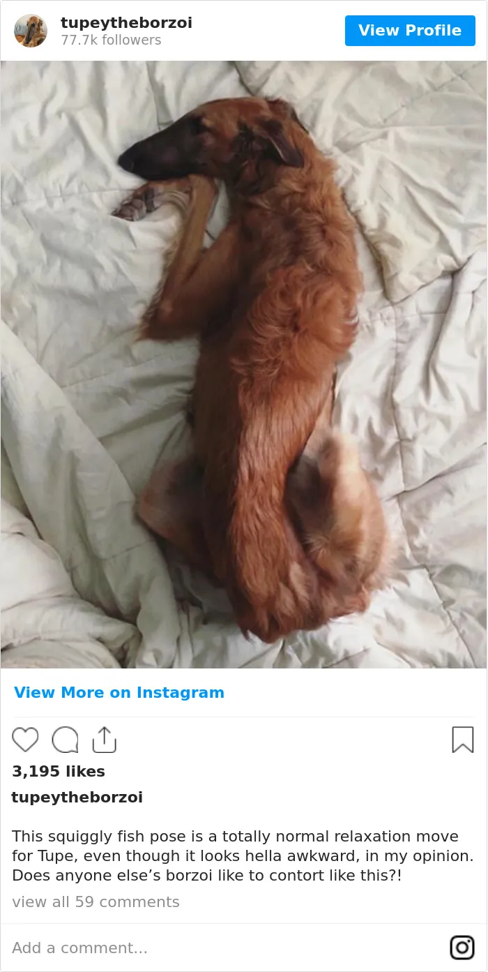 78K People Follow This Borzoi On Instagram For Her Adorably Long Snout