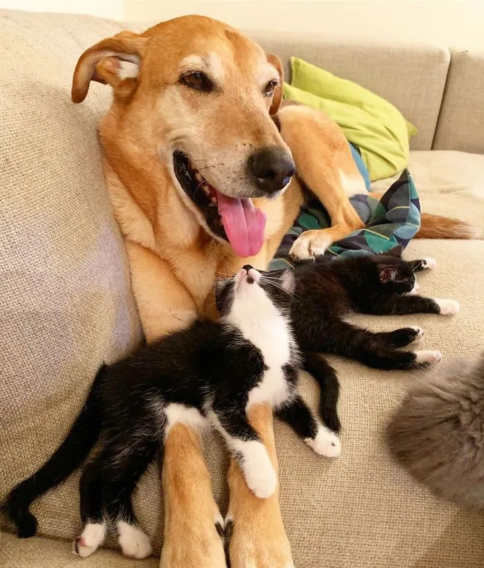 Este perro cuida de los gatitos rescatados en este refugio, y aquí tienes 30 fotos para mostrar su amor infinito