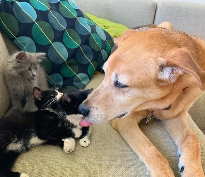 Este perro cuida de los gatitos rescatados en este refugio, y aquí tienes 30 fotos para mostrar su amor infinito