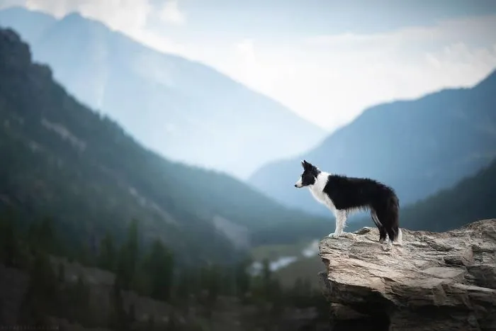 I Combined My Two Favorite Things, Dogs And Nature, To Create These Magical Photos (49 Pics)