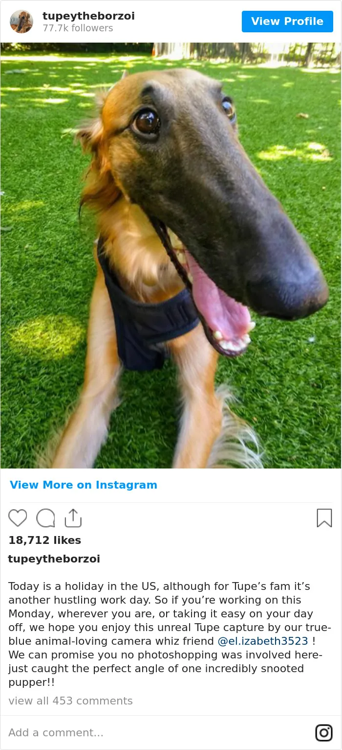 78K People Follow This Borzoi On Instagram For Her Adorably Long Snout