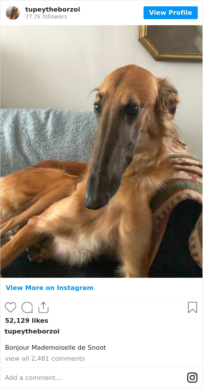 78K People Follow This Borzoi On Instagram For Her Adorably Long Snout