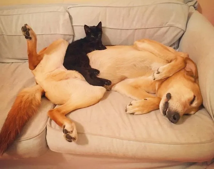 Este perro cuida de los gatitos rescatados en este refugio, y aquí tienes 30 fotos para mostrar su amor infinito