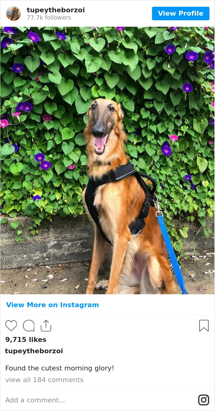 78K People Follow This Borzoi On Instagram For Her Adorably Long Snout