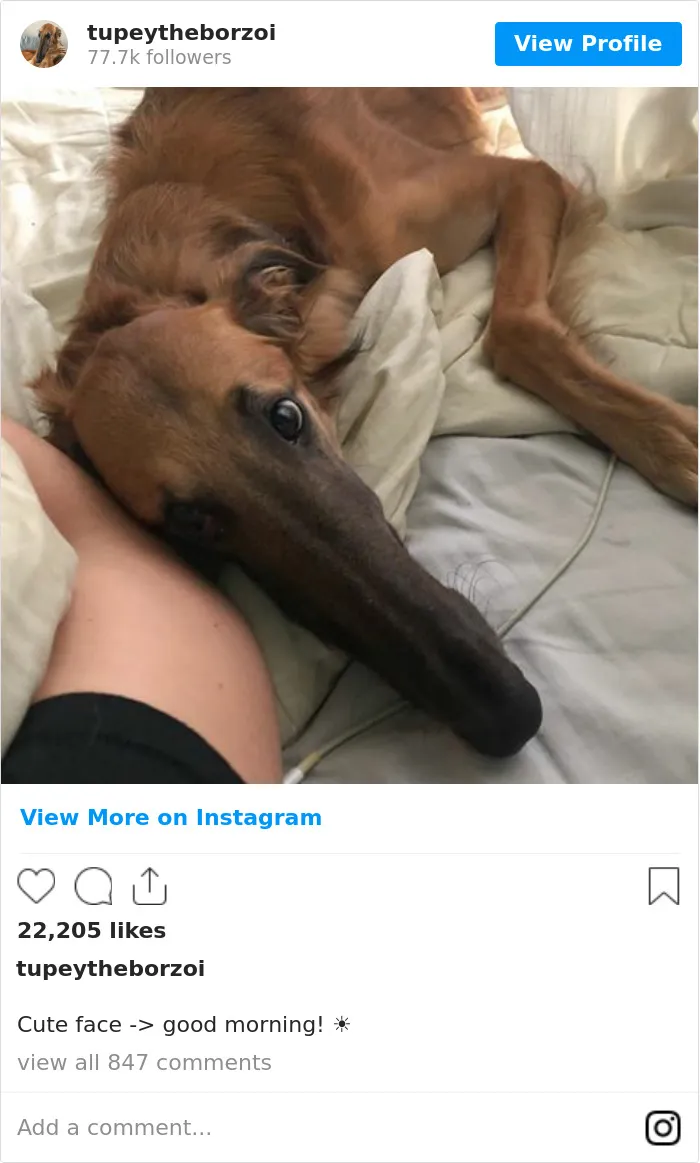 78K People Follow This Borzoi On Instagram For Her Adorably Long Snout