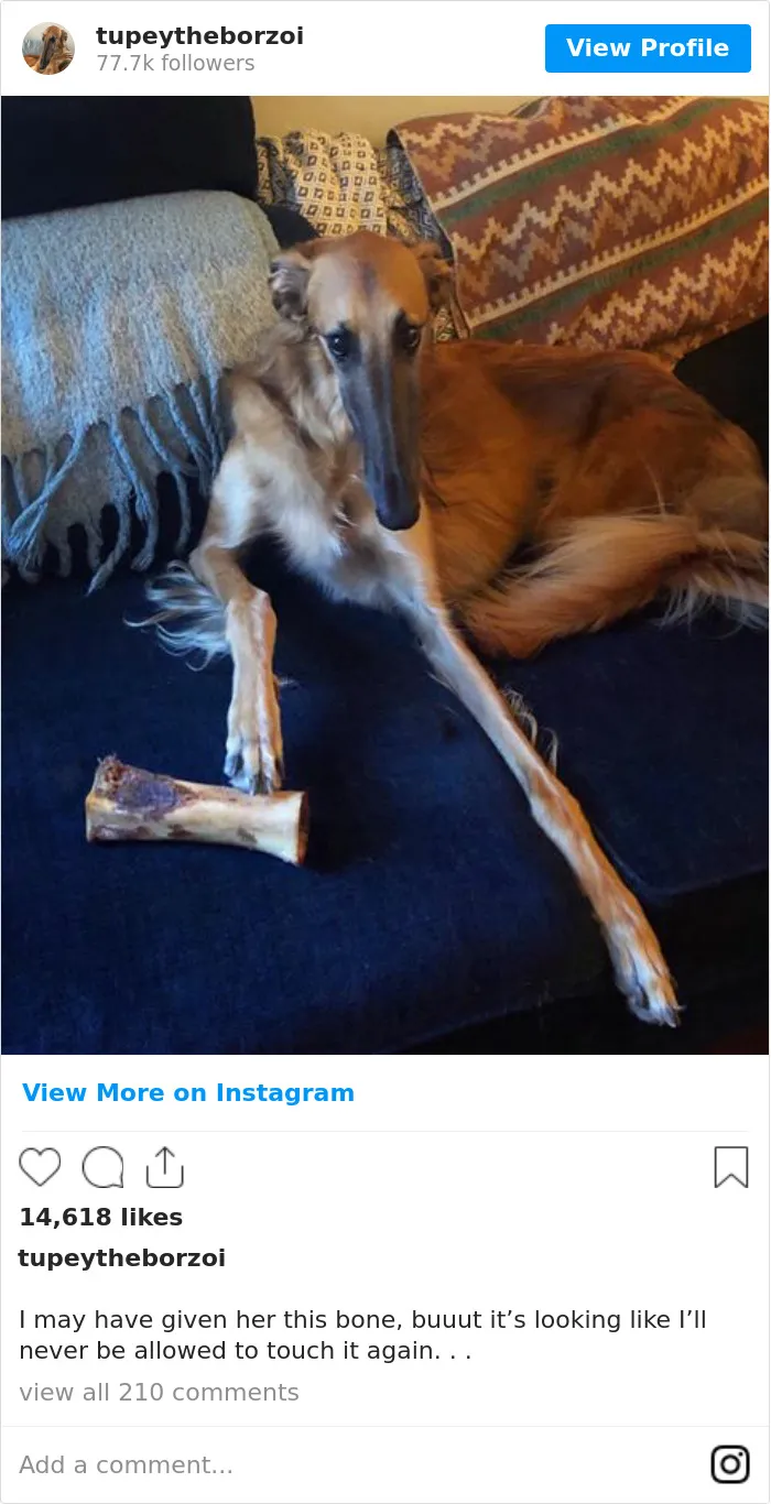 78K People Follow This Borzoi On Instagram For Her Adorably Long Snout