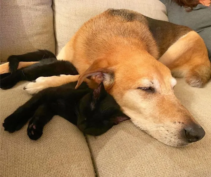 Este perro cuida de los gatitos rescatados en este refugio, y aquí tienes 30 fotos para mostrar su amor infinito