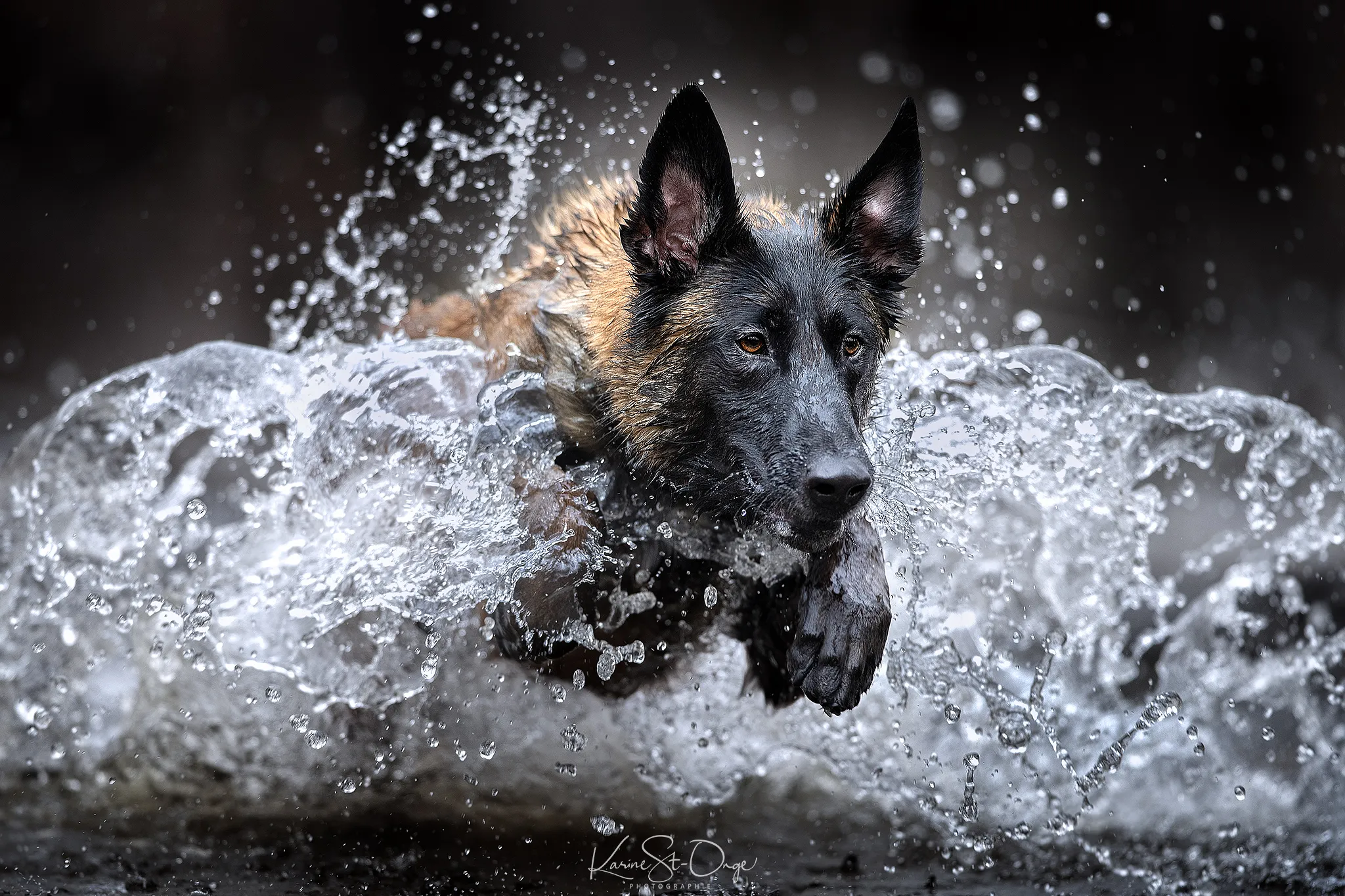 I Brought 7 Belgian Malinois To The River And Let Them Run. They Created Stunning Waves. ( 14 Pics)