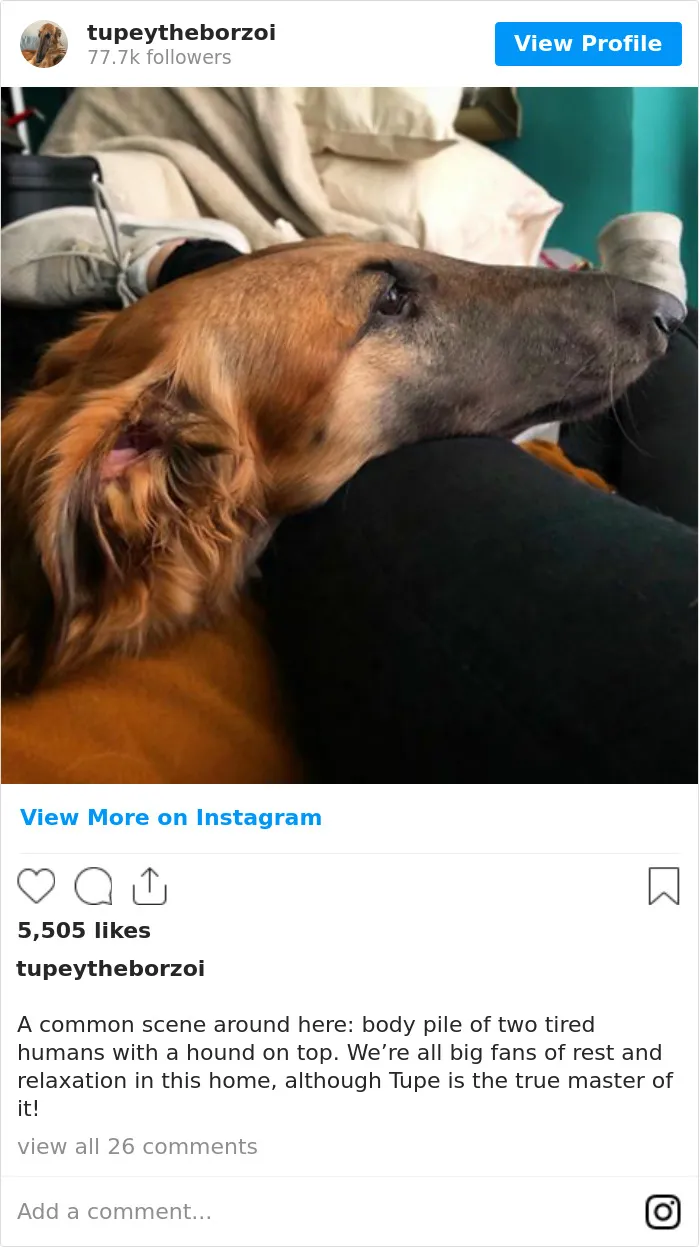 78K People Follow This Borzoi On Instagram For Her Adorably Long Snout
