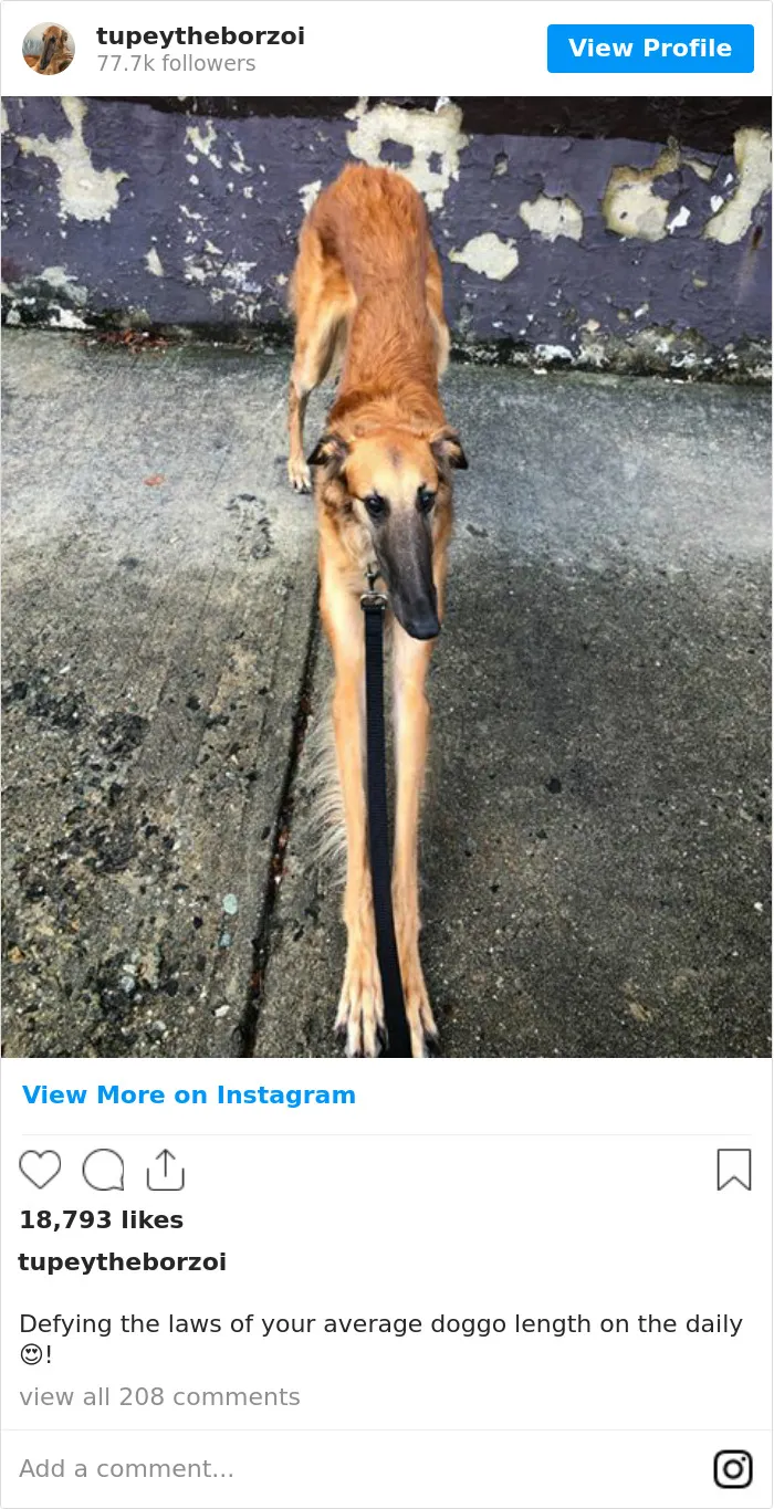78K People Follow This Borzoi On Instagram For Her Adorably Long Snout