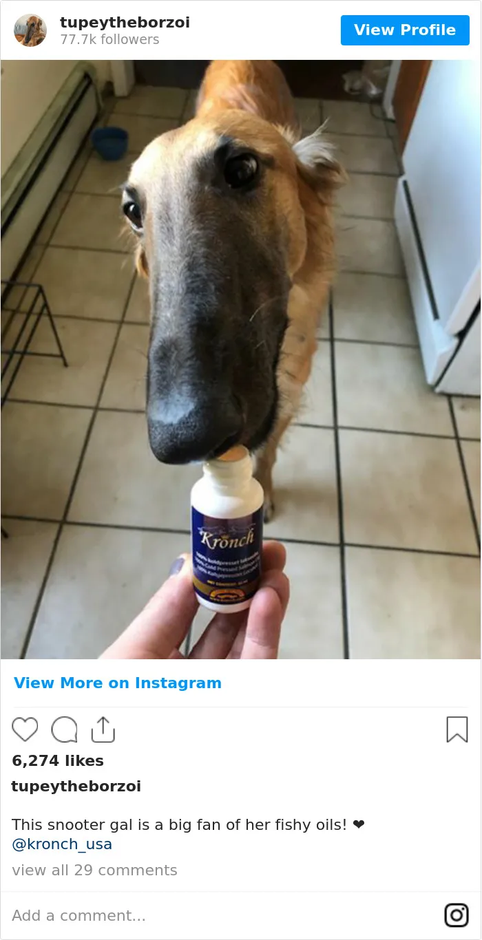 78K People Follow This Borzoi On Instagram For Her Adorably Long Snout