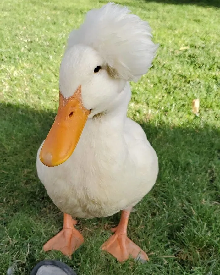 30 Ducks That Look Like 18th-Century Wig-Wearing Aristocrats