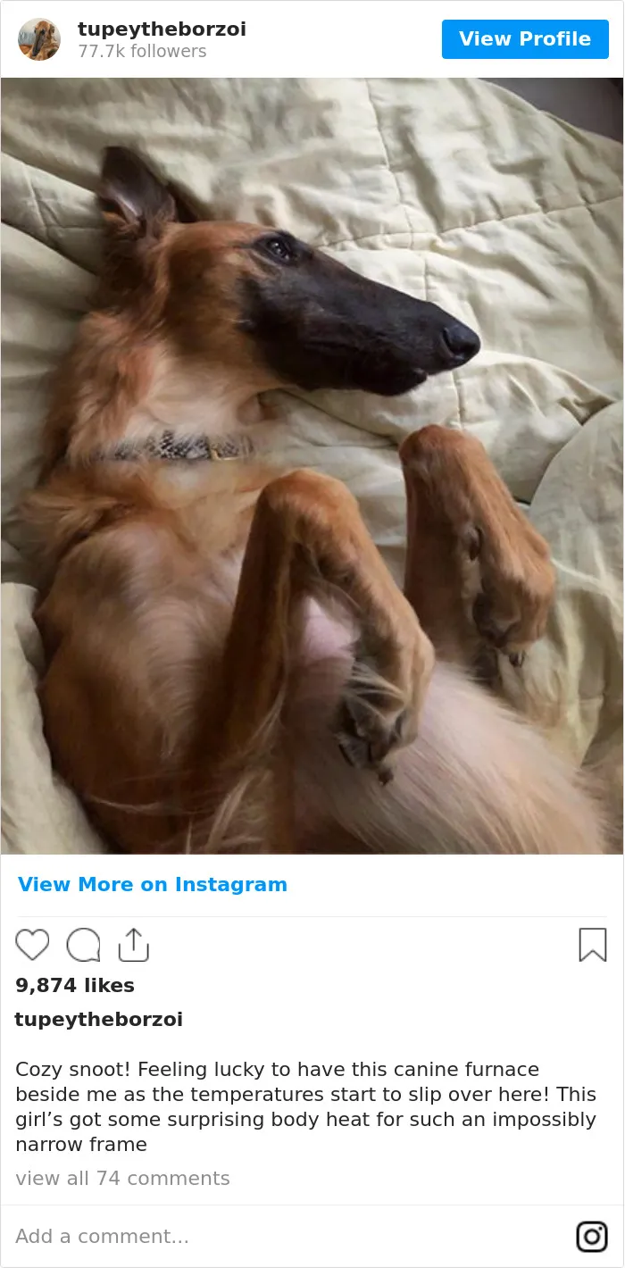 78K People Follow This Borzoi On Instagram For Her Adorably Long Snout