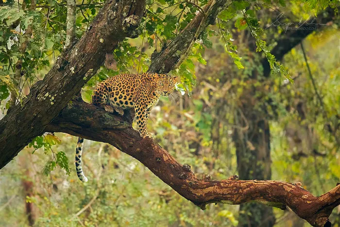 Indian Leopard