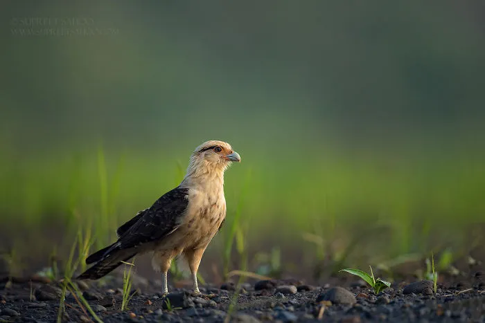 Yellow-Headed Caracara