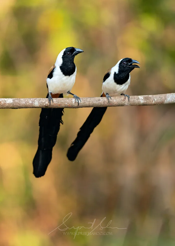 White-Bellied Treepie