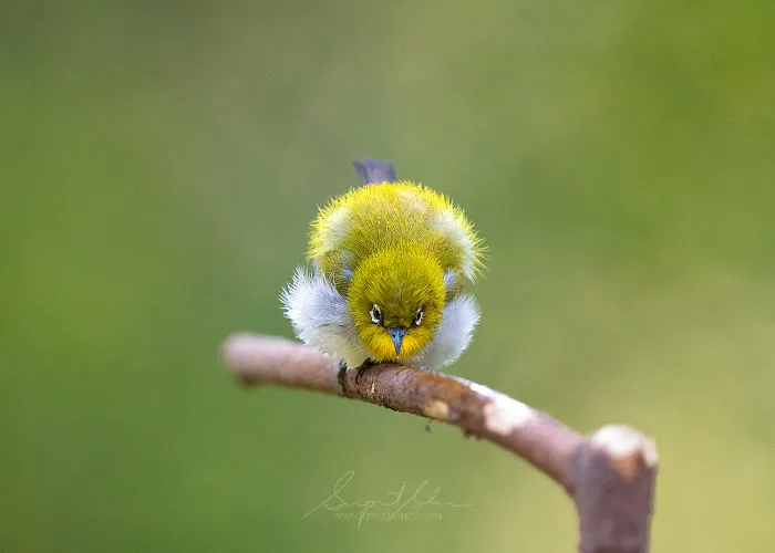 Oriental White-Eye