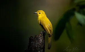 40 Beautiful And Elusive Animals I Found In India