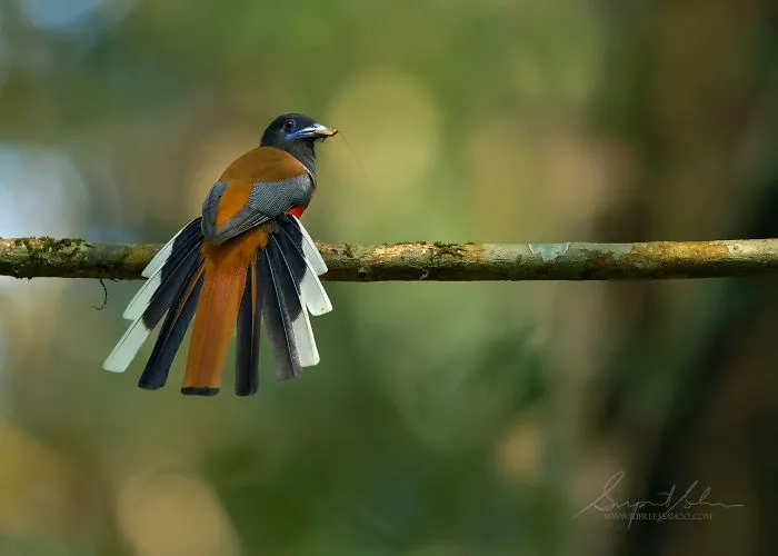 Malabar Trogon