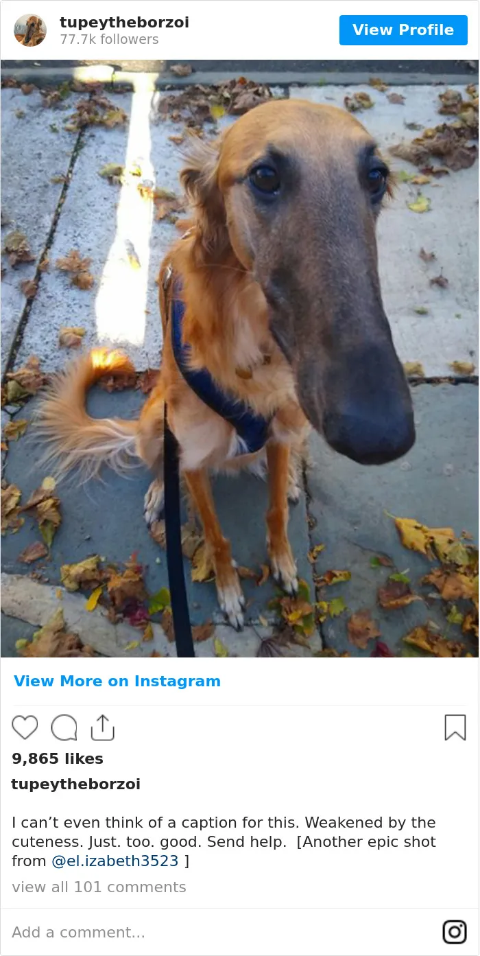 78K People Follow This Borzoi On Instagram For Her Adorably Long Snout