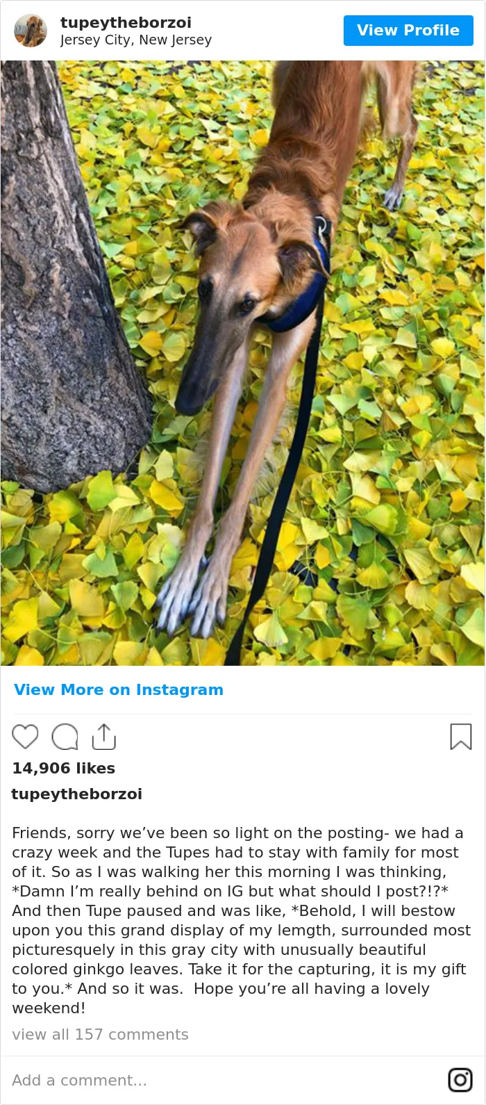 78K People Follow This Borzoi On Instagram For Her Adorably Long Snout
