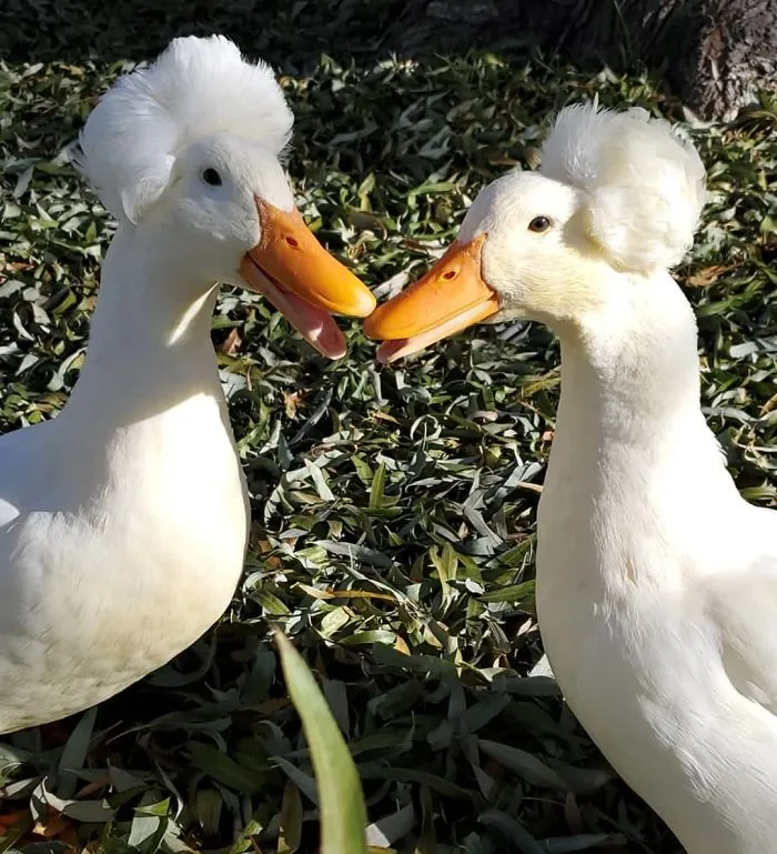 30 Ducks That Look Like 18th-Century Wig-Wearing Aristocrats