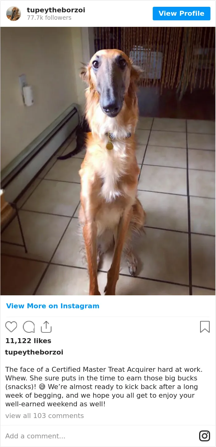 78K People Follow This Borzoi On Instagram For Her Adorably Long Snout