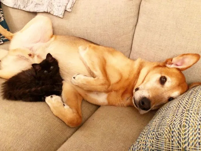 Este perro cuida de los gatitos rescatados en este refugio, y aquí tienes 30 fotos para mostrar su amor infinito