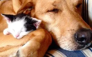 Dog Takes Care Of Every Rescue Kitten In This Cat Shelter And Here Are 30 Pics To Show His Love Is Never-ending